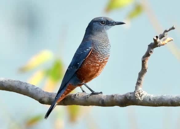 動物図鑑・イソヒヨドリ